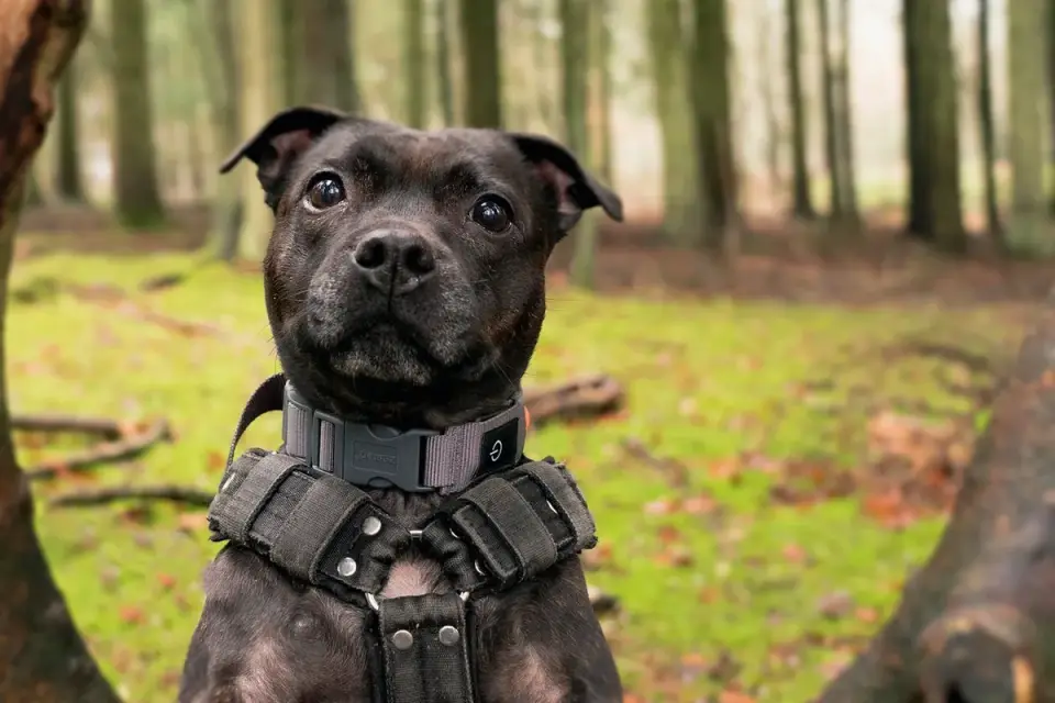Dog wearing harness outdoors