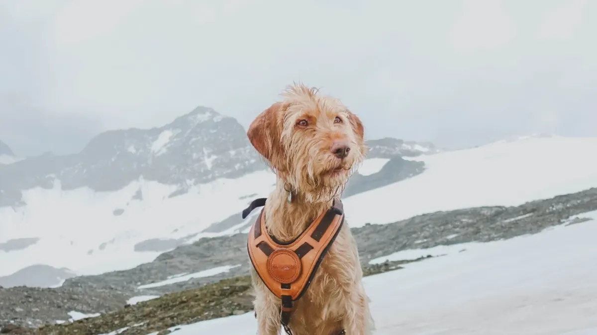 Dog wearing harness outdoors
