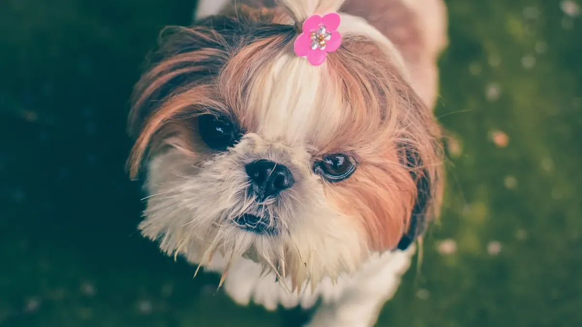 Dog with a rubber toy