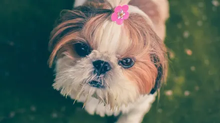 Dog with a rubber toy