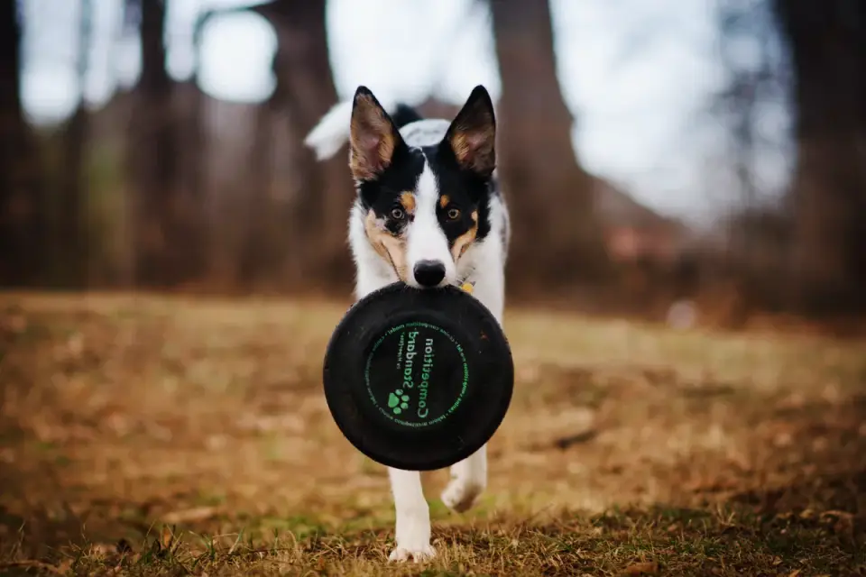Dog with a rubber toy