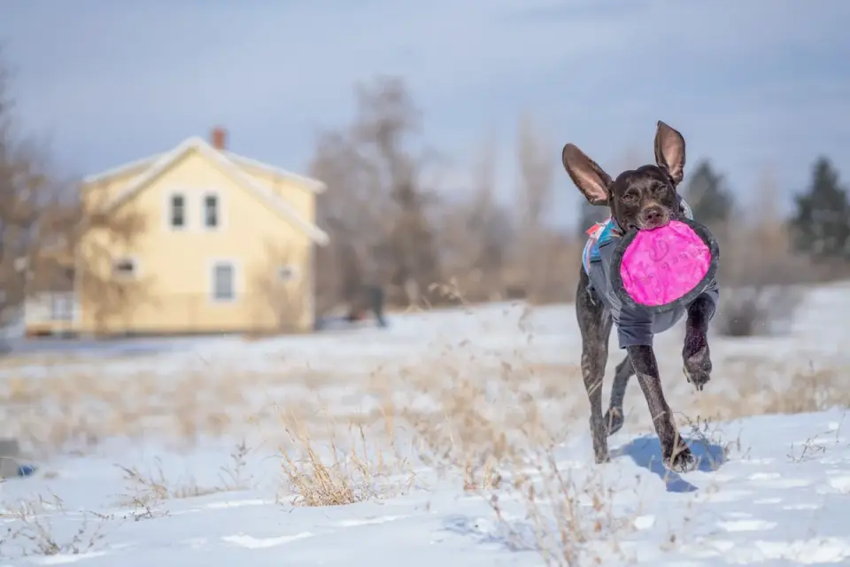 Dog with a rubber toy