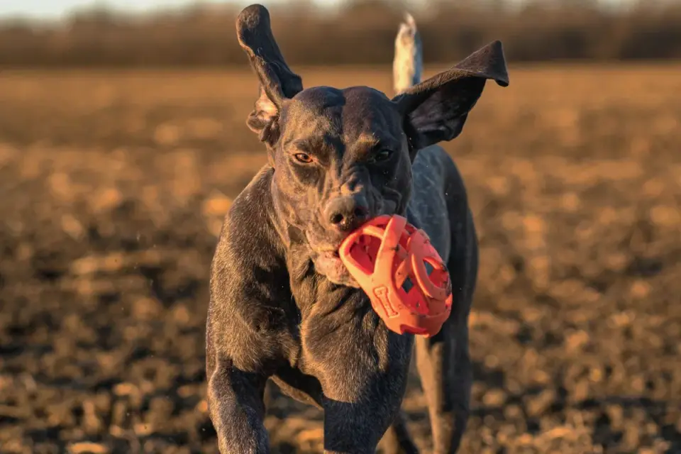 Dog with a rubber toy