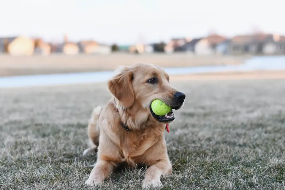 Dog with a rubber toy