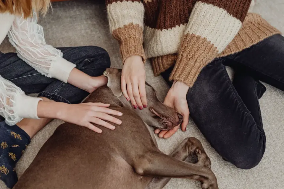 Dog with an owner at home