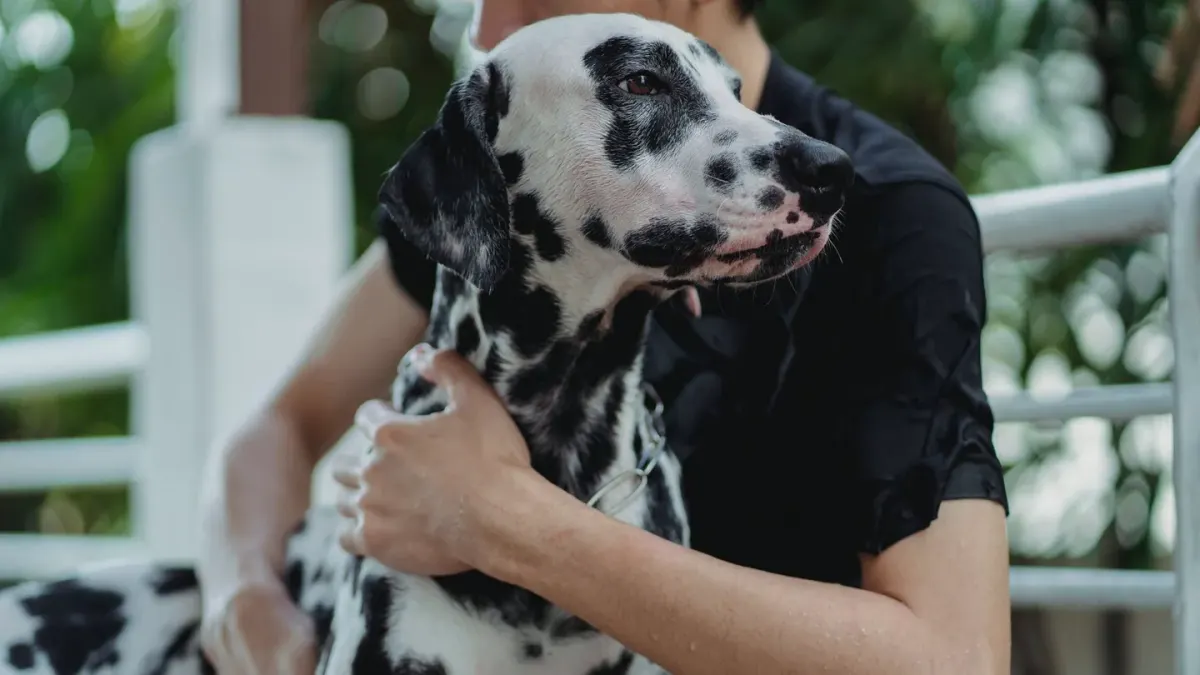Dog with an owner at home