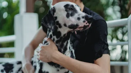 Dog with an owner at home