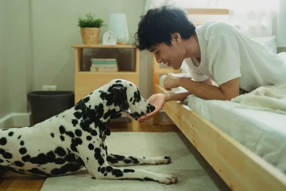 Dog with an owner at home