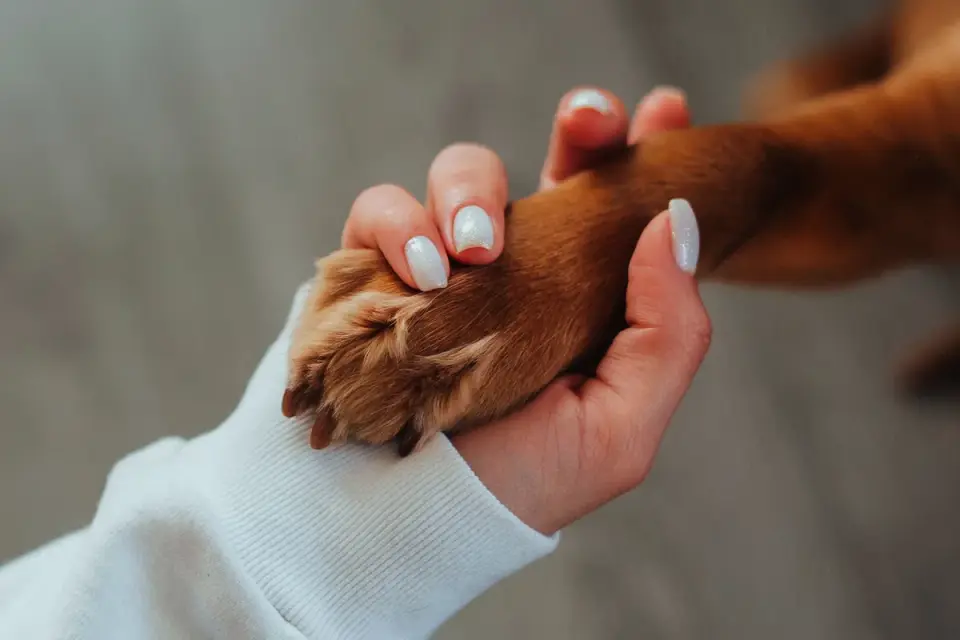 Dog with an owner at home