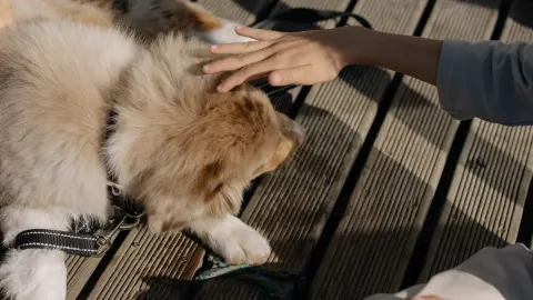 Dog with an owner at home