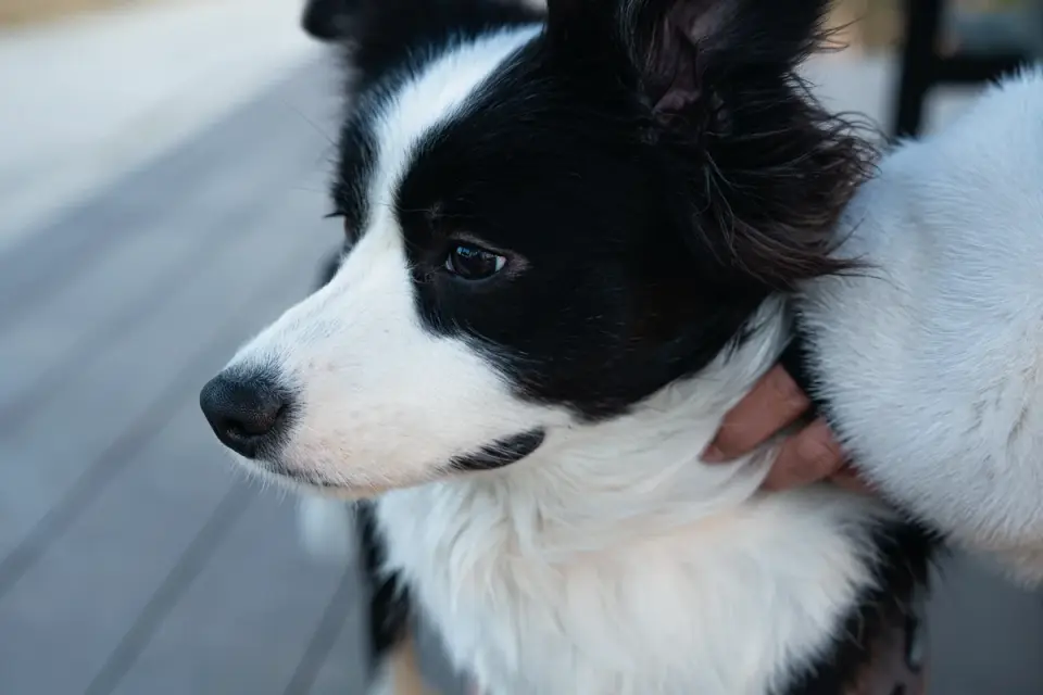 Dog with an owner at home