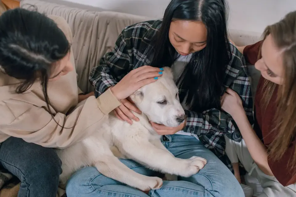 Dog with an owner at home
