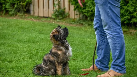 Dog with an owner