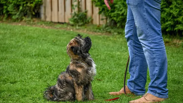 Dog with an owner