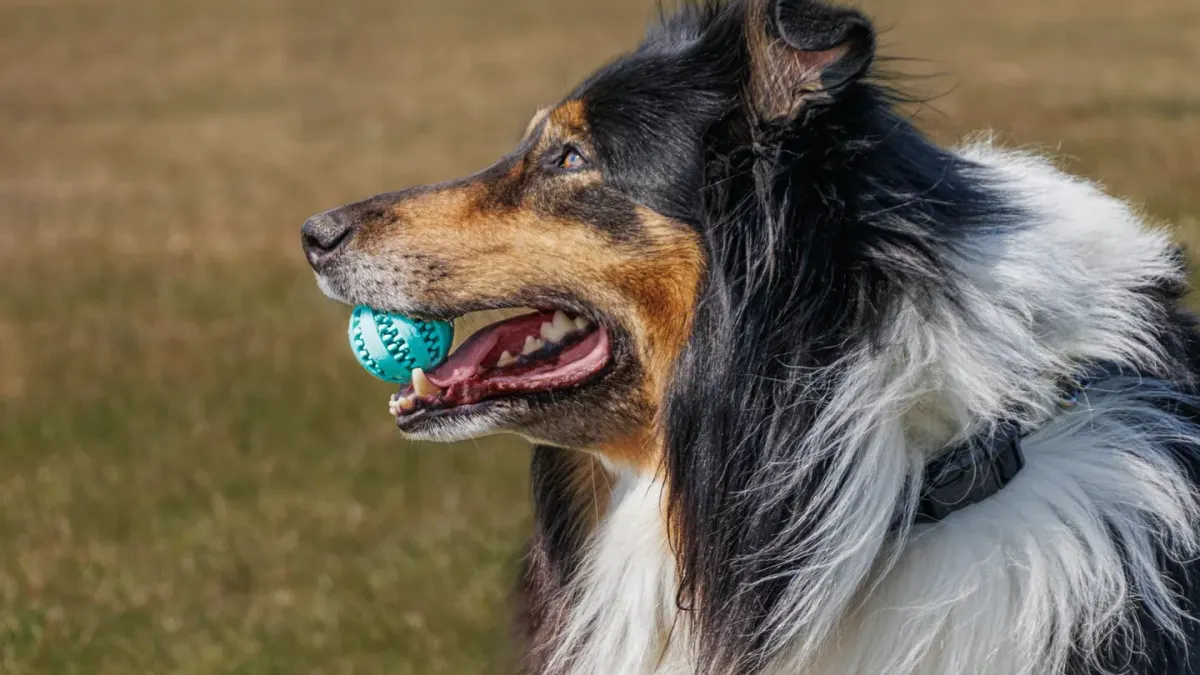 Dog with rubber toy home