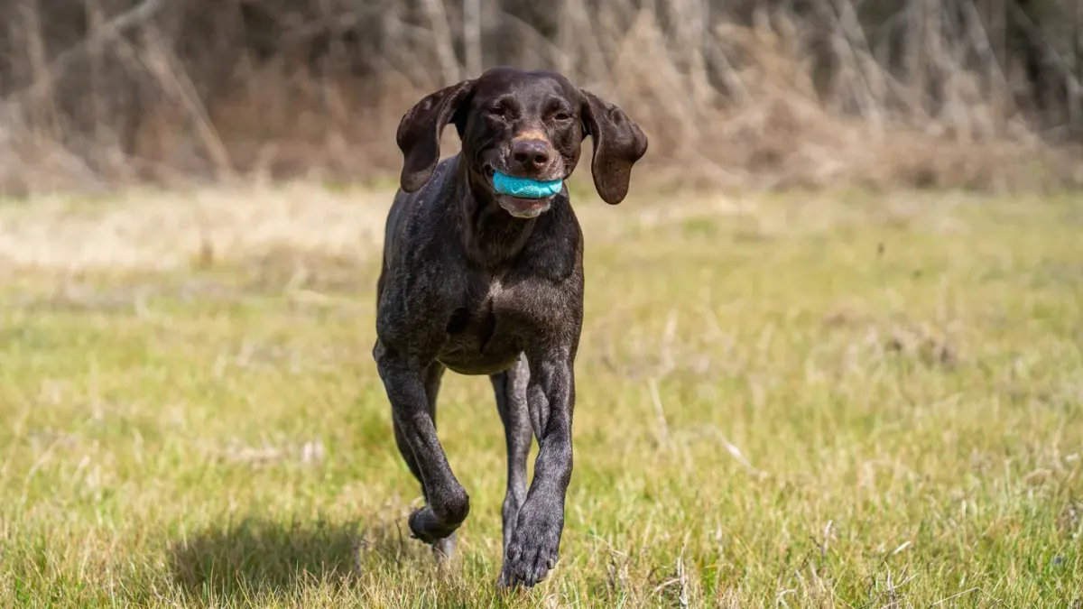 Dog with rubber toy home