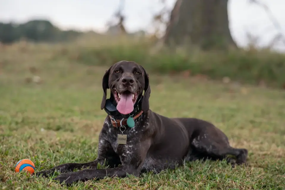 Dog with rubber toy home