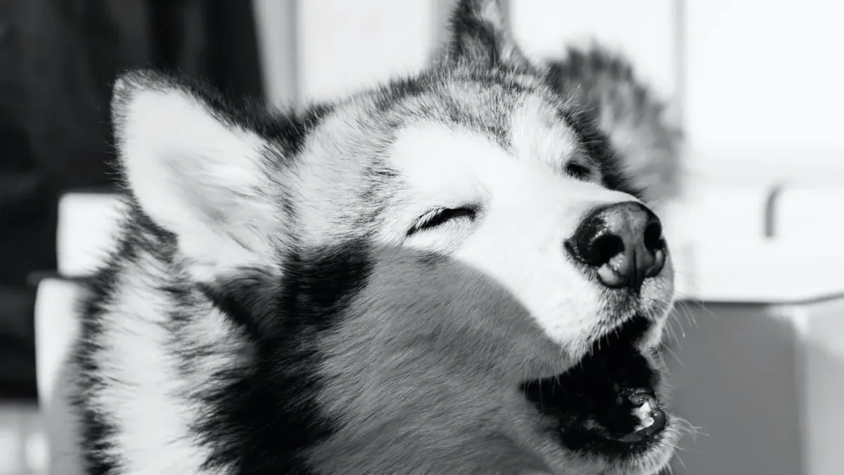 Dog yawning at home
