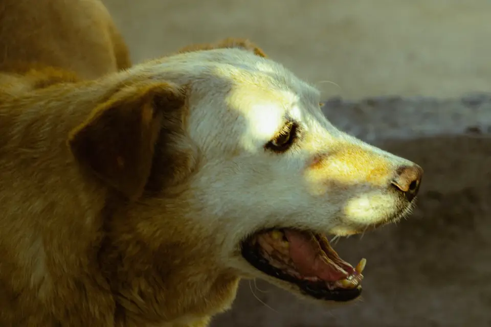 Dog yawning at home