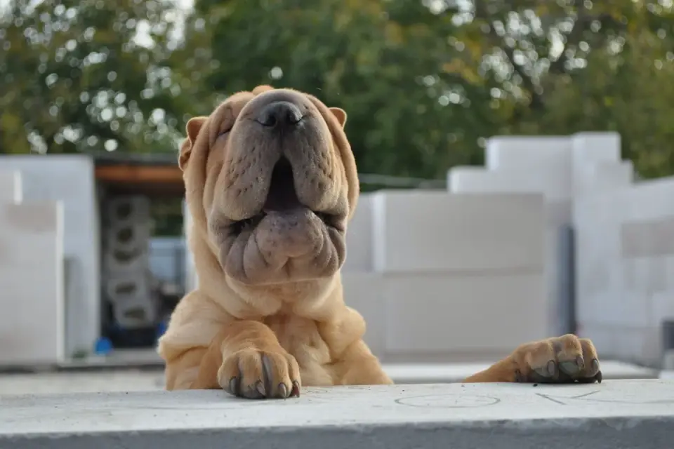 Dog yawning at home