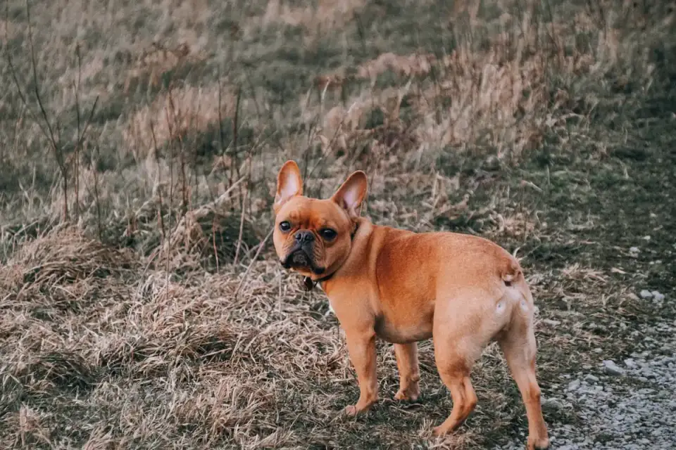 French bulldog portrait