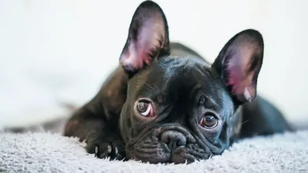 French bulldog portrait