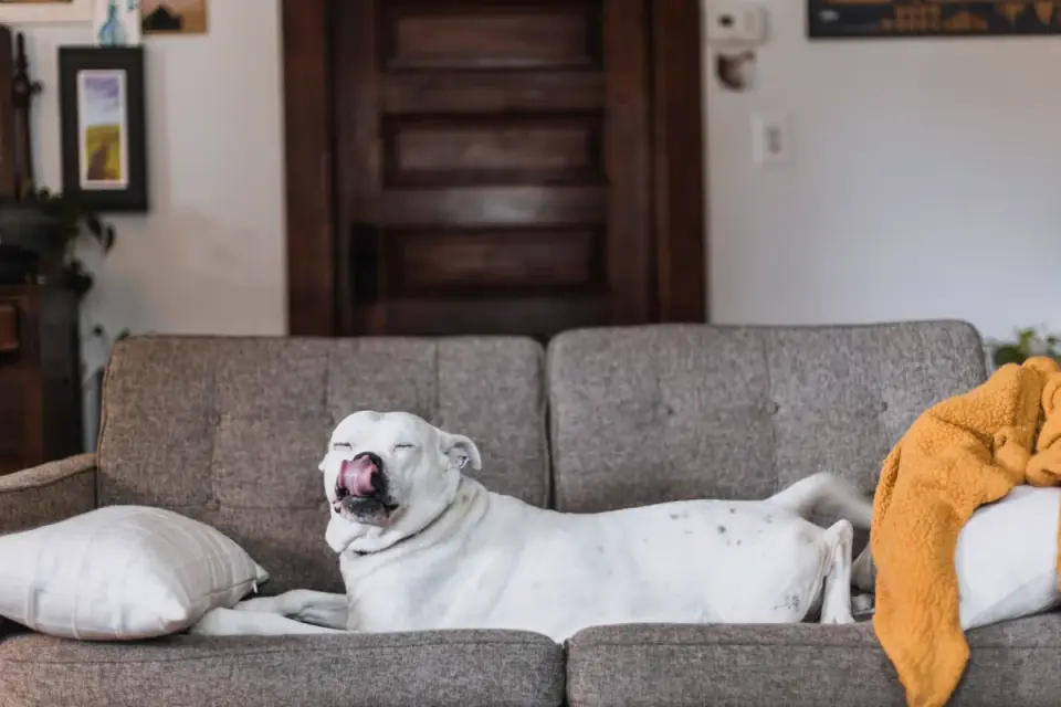 French Bulldog resting on a couch indoors