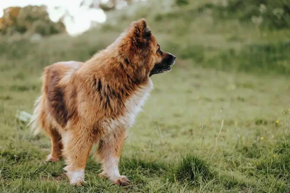 German shepherd outdoors