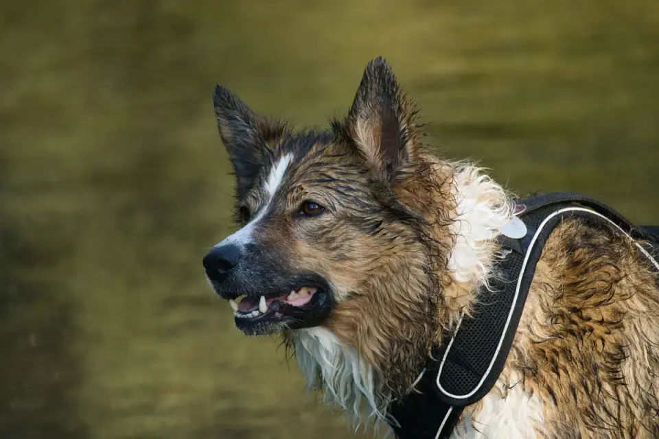 German shepherd outdoors