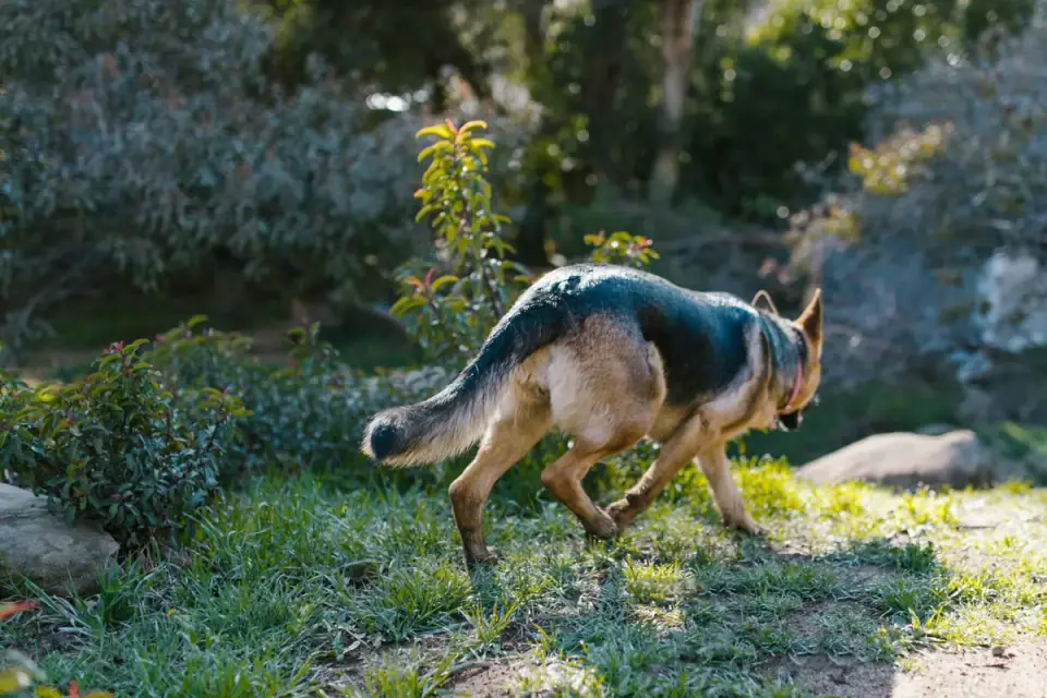 German shepherd outdoors
