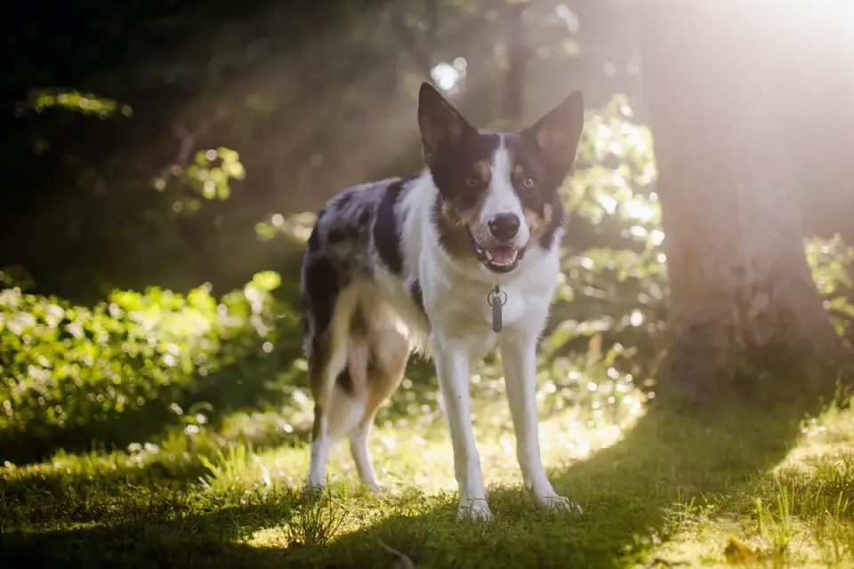 German shepherd outdoors