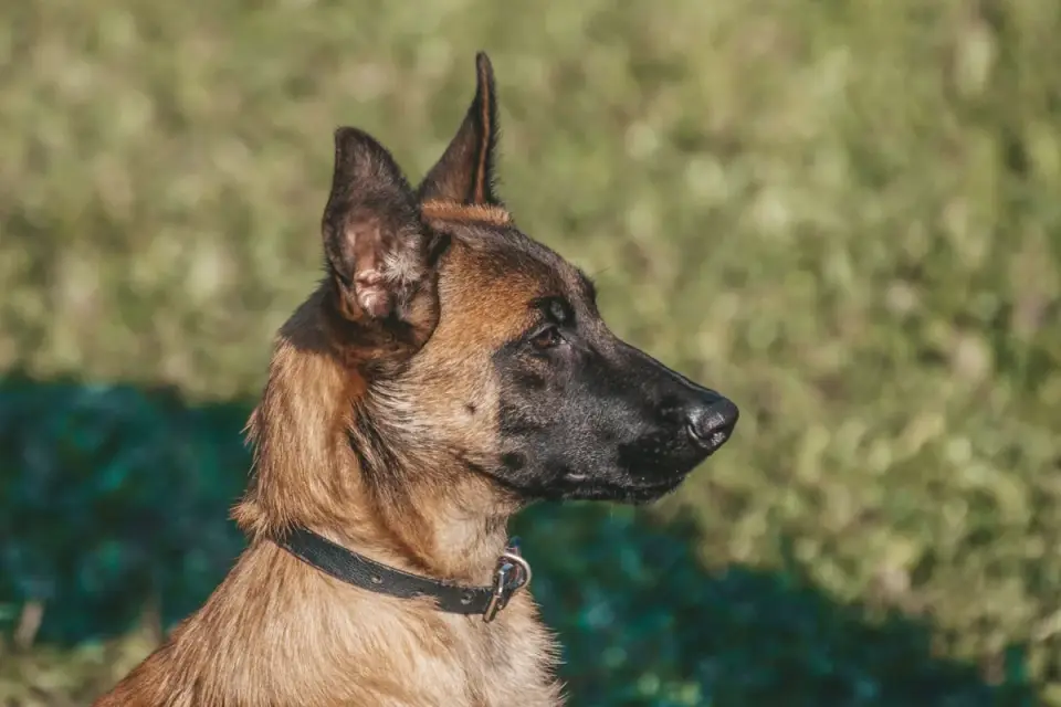German shepherd standing outdoors