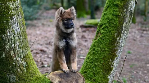 German shepherd standing outdoors