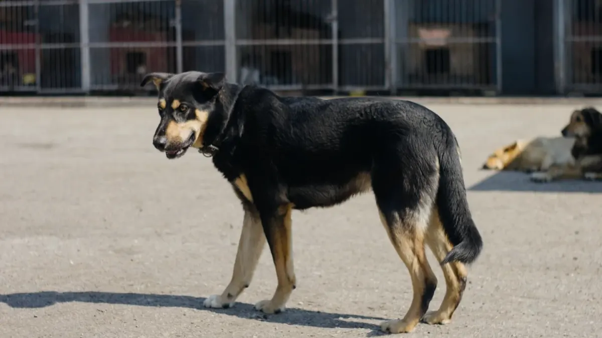 German shepherd standing outdoors
