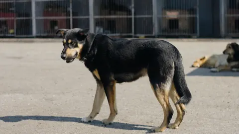 German shepherd standing outdoors