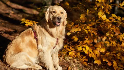 Golden retriever portrait