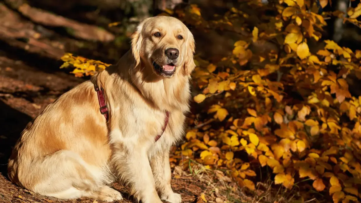 Golden retriever portrait
