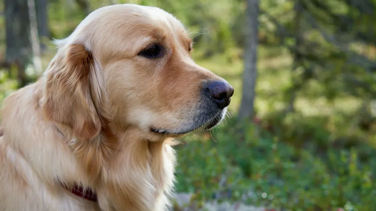 Golden retriever portrait