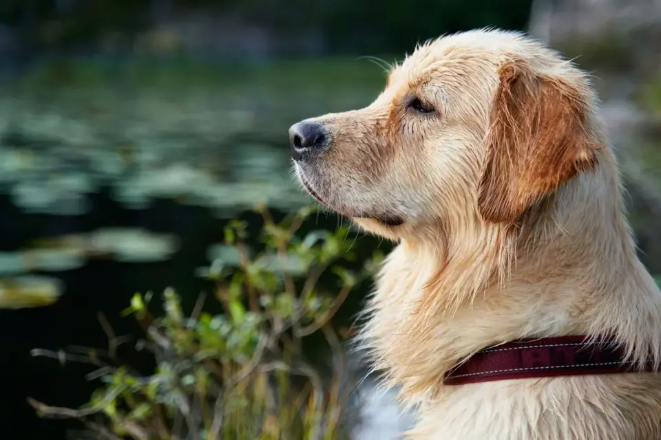 Golden retriever portrait