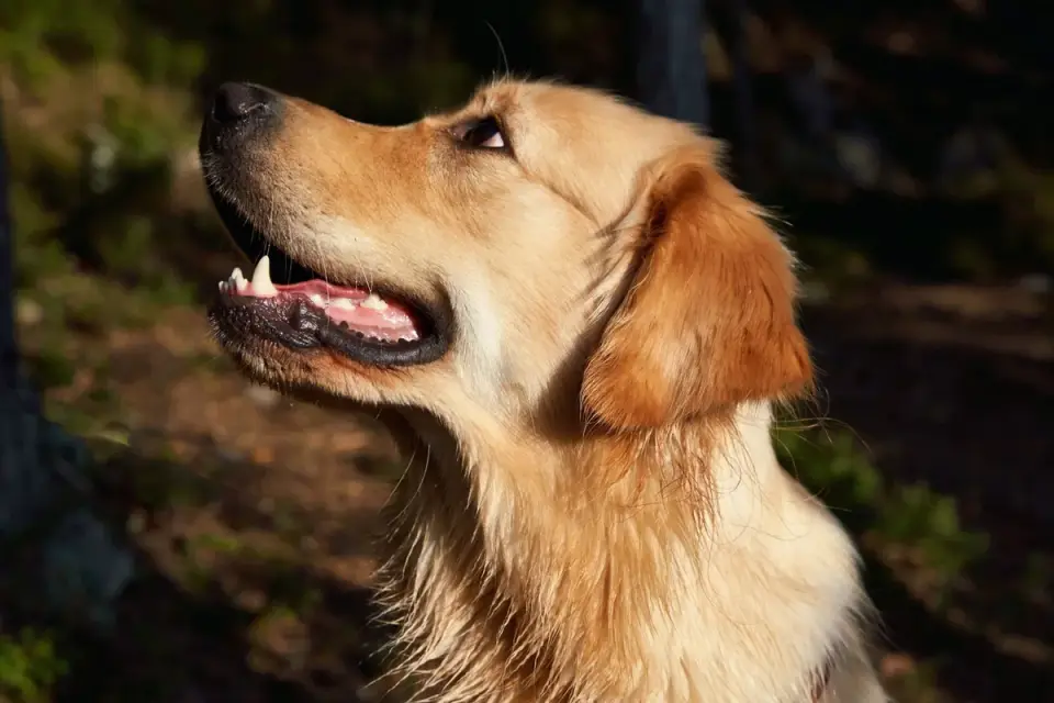 Golden retriever portrait