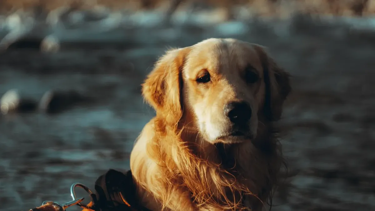 Golden retriever portrait