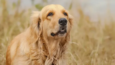 Golden retriever portrait