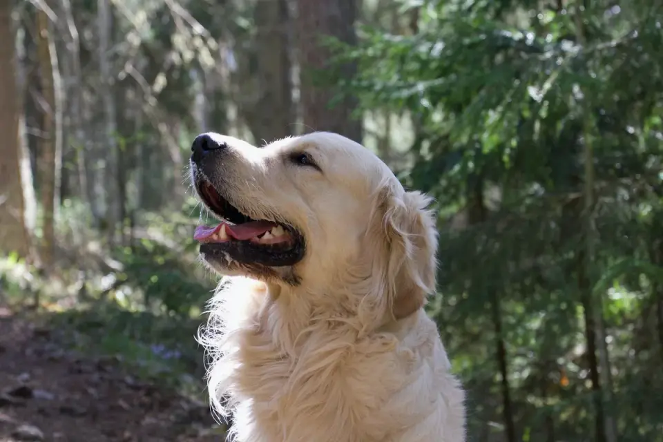 Golden retriever portrait