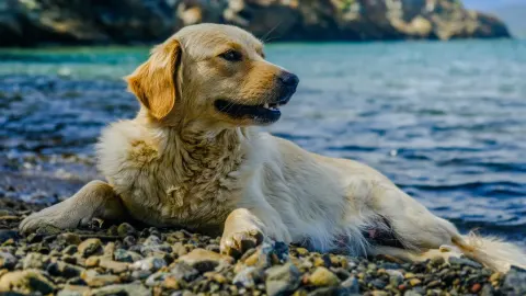 Golden retriever portrait