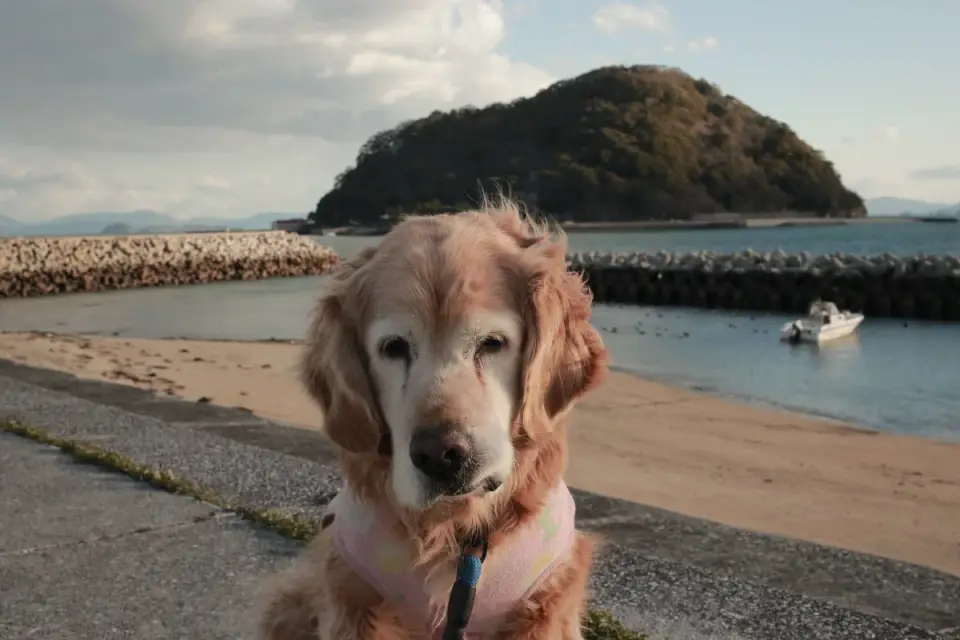 Golden retriever portrait
