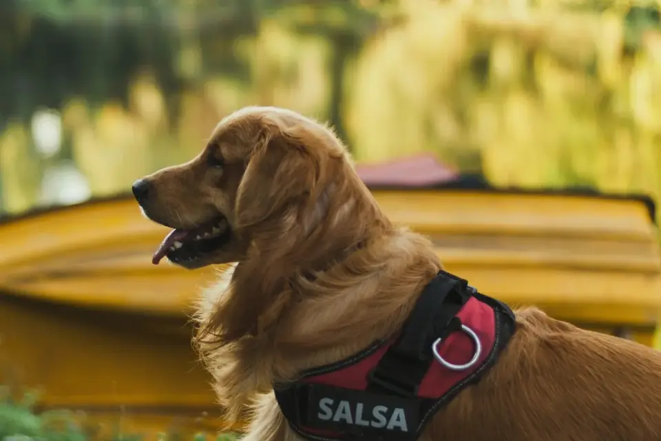 Golden retriever portrait