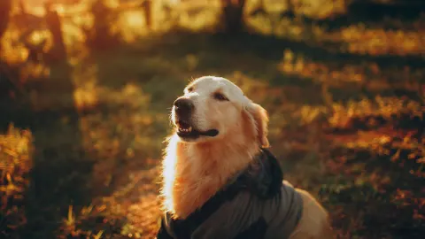 Golden retriever portrait