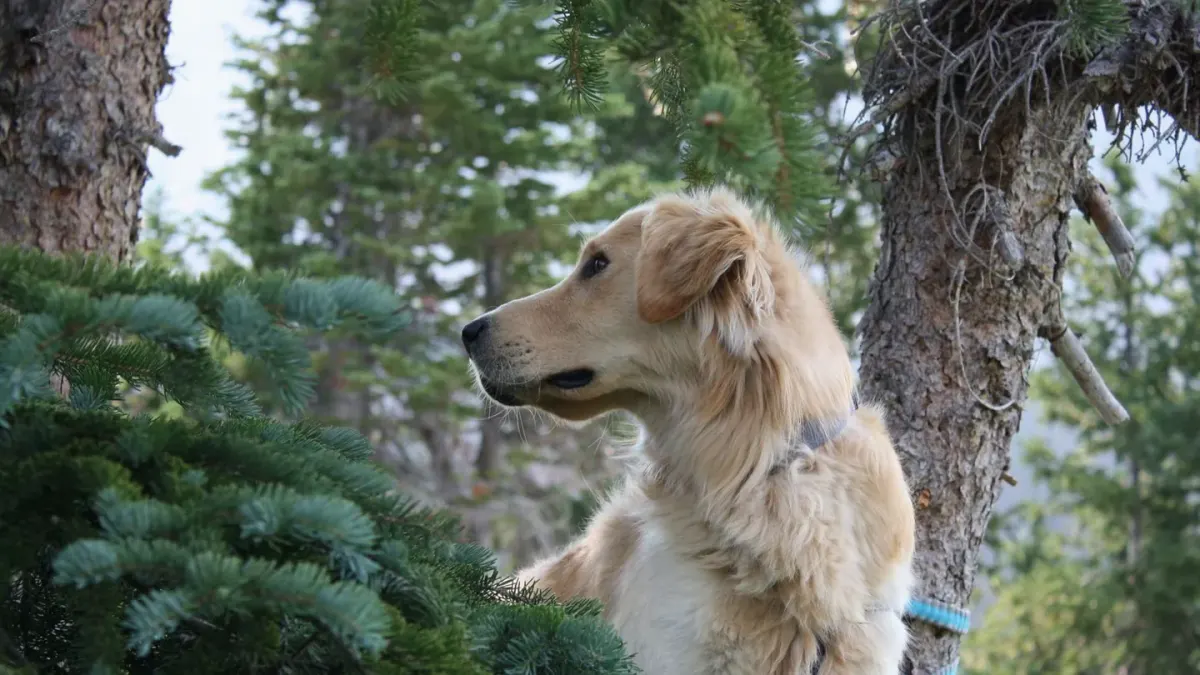 Golden retriever portrait