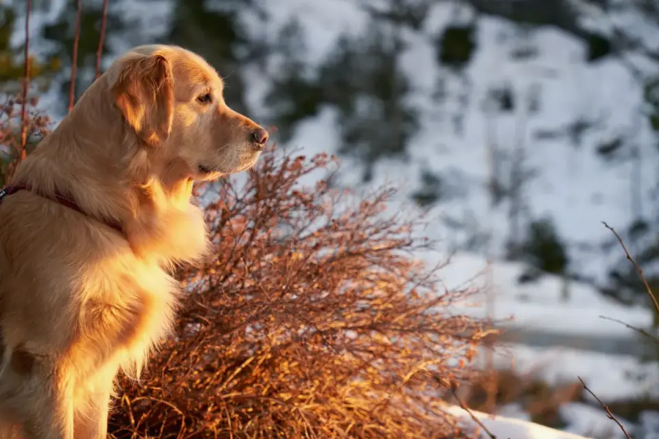 Golden retriever portrait