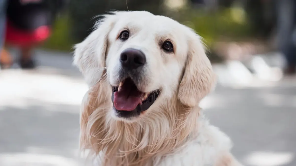 Golden retriever portrait